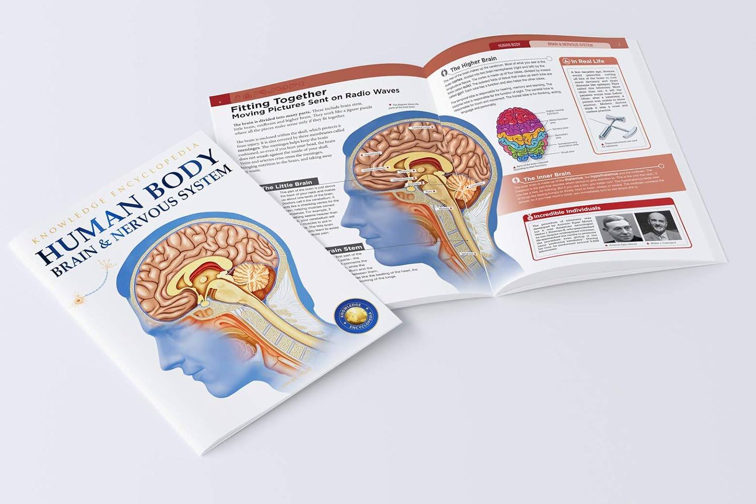 Human Body Box Set: Knowledge Encyclopedia For Children