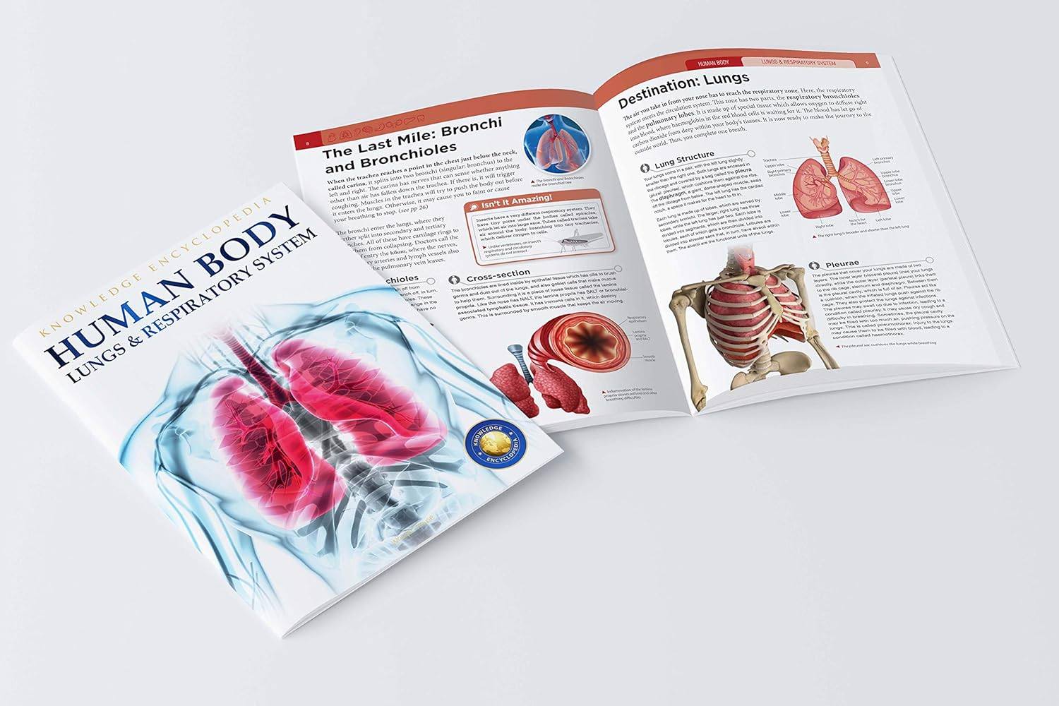 Human Body Box Set: Knowledge Encyclopedia For Children
