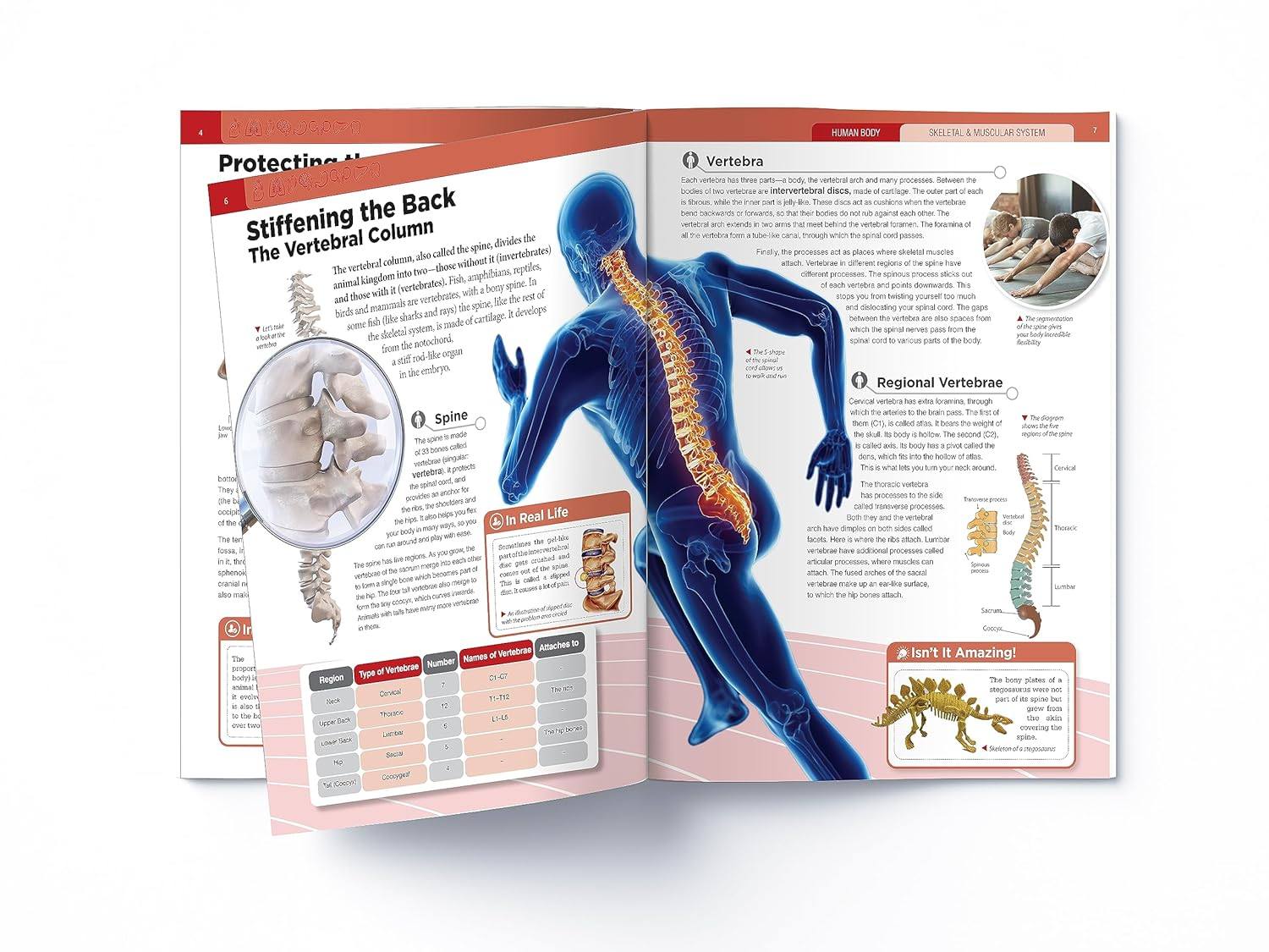 Human Body Box Set: Knowledge Encyclopedia For Children