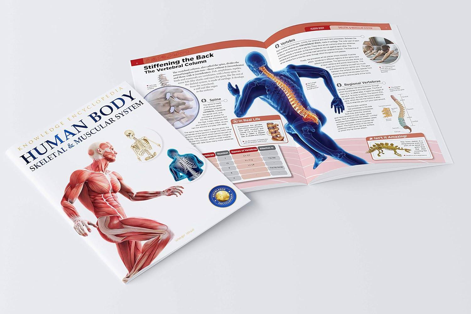 Human Body Box Set: Knowledge Encyclopedia For Children