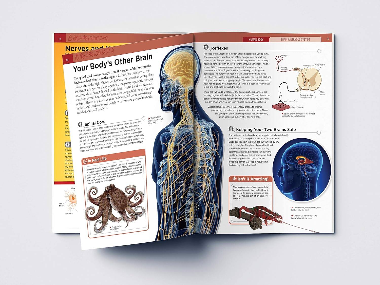 Human Body Box Set: Knowledge Encyclopedia For Children