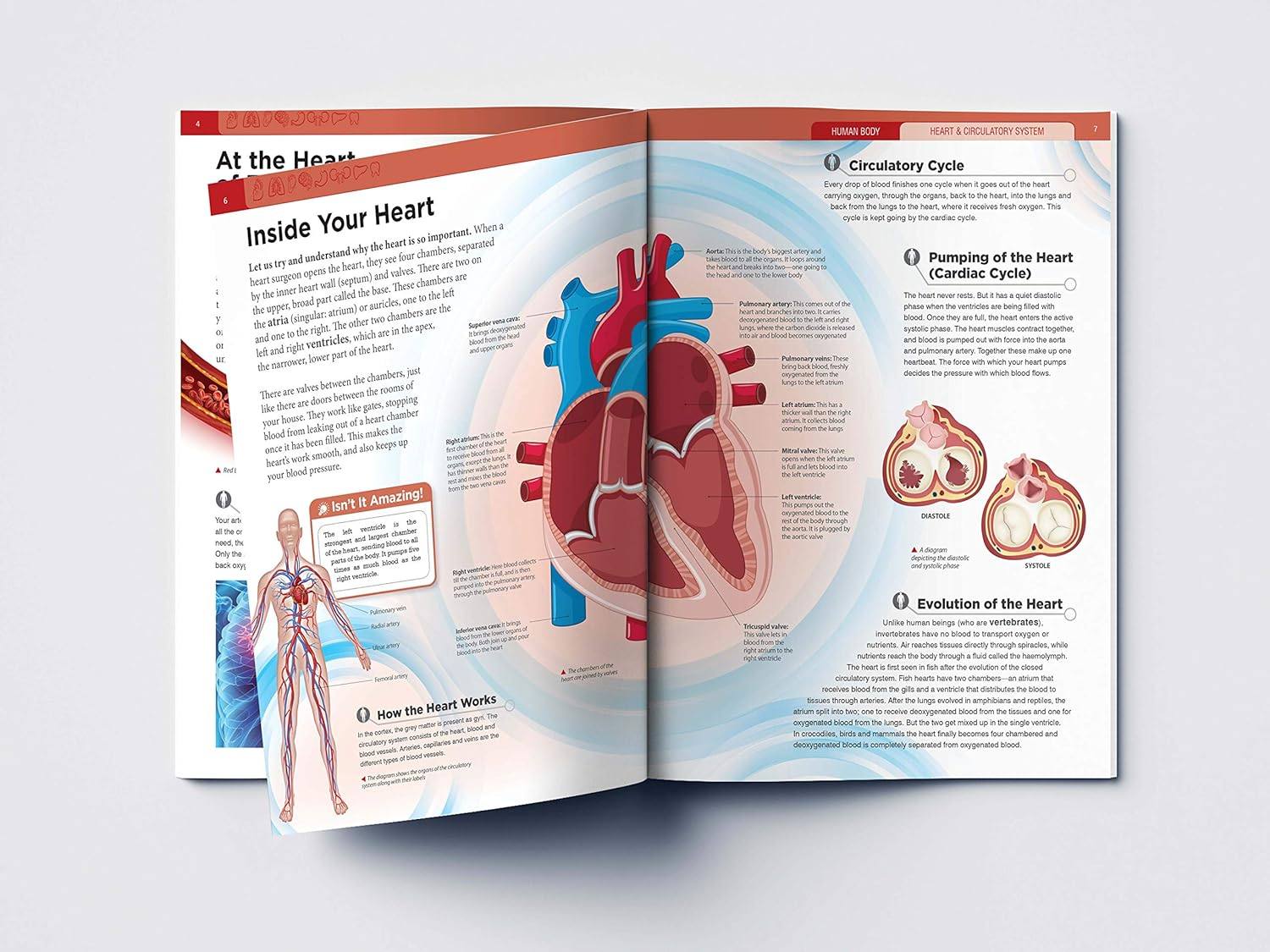 Human Body Box Set: Knowledge Encyclopedia For Children
