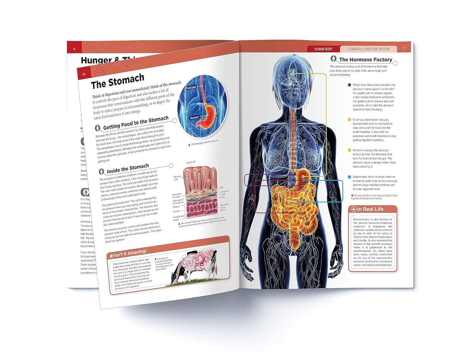 Human Body Box Set: Knowledge Encyclopedia For Children