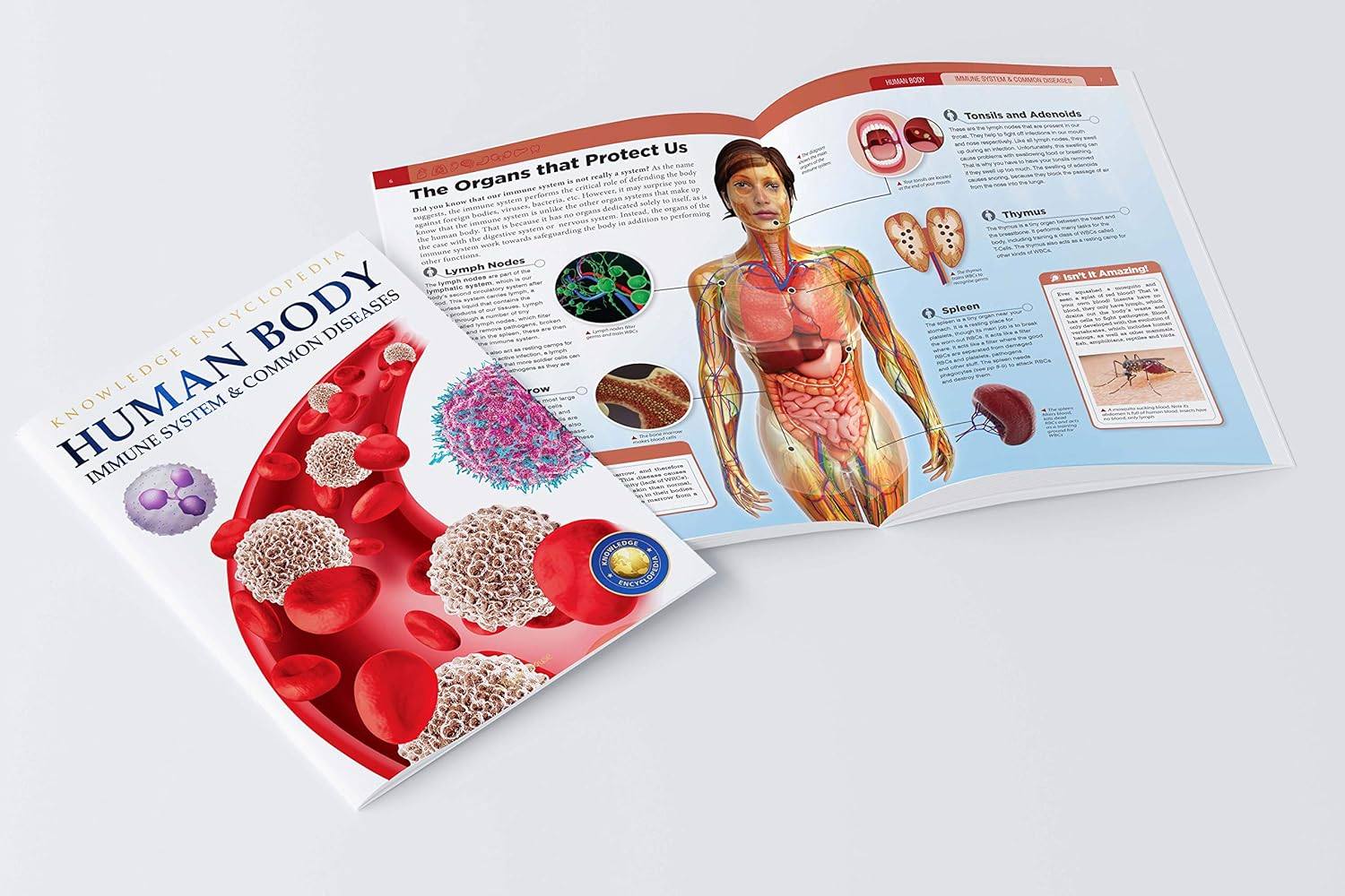 Human Body Box Set: Knowledge Encyclopedia For Children